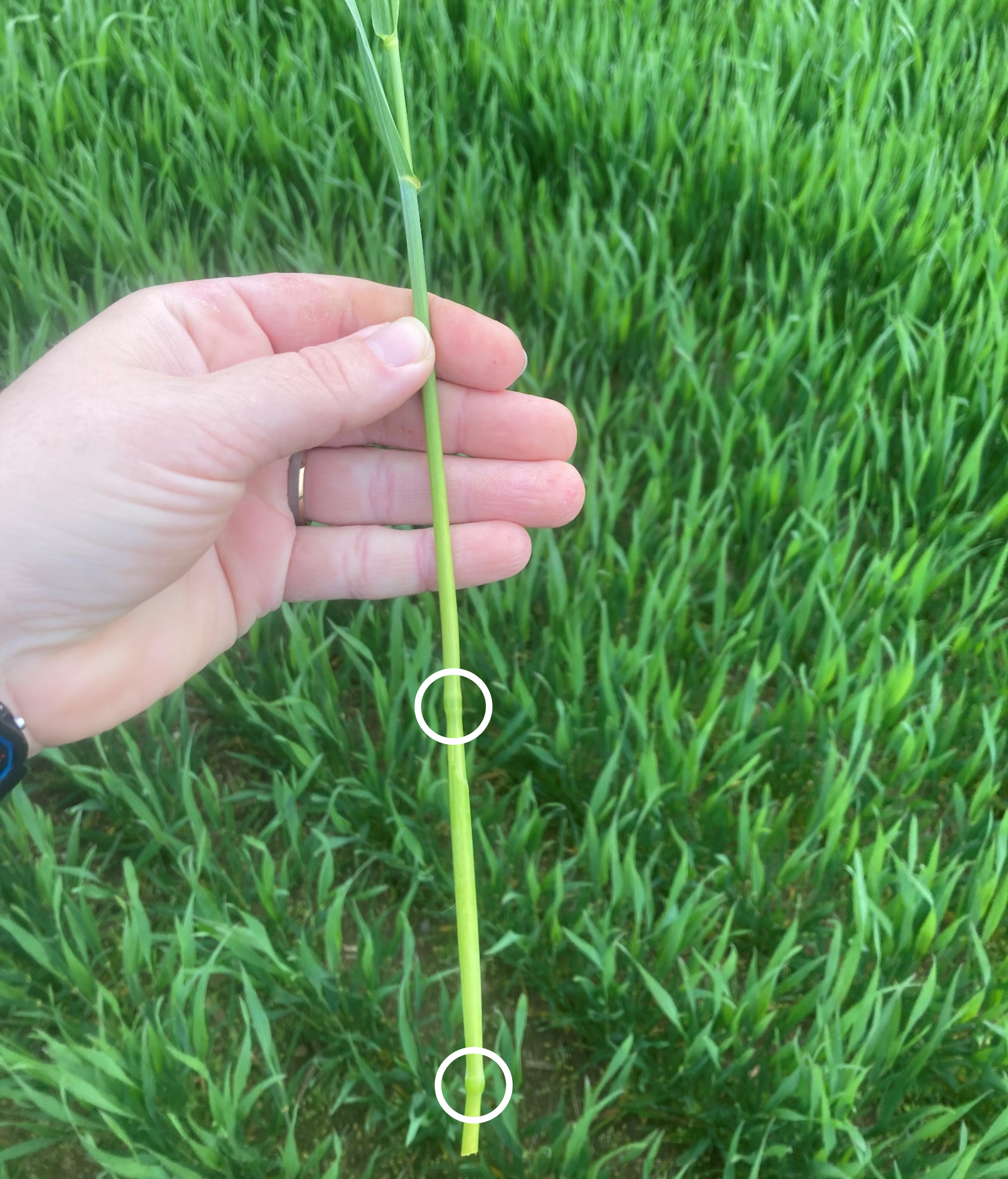 A wheat stem with two nodes.